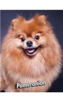 Pomeranian