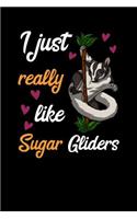 I Just Really Like Sugar Gliders