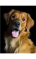 Golden Retriever Notebook: 8.5 x 11, College Ruled, 150 Pages for Elementary, Primary, Middle, High School or University For Dog Fans