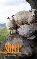 Sheep Pocket Monthly Planner 2017: 16 Month Calendar