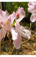 Journal Pretty Spring Flowers Pink Blossoms: (Notebook, Diary, Blank Book)