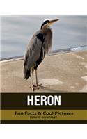 Heron: Fun Facts & Cool Pictures