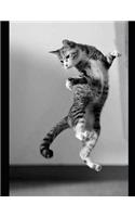 365 Cats
