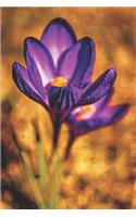 Crocus Spring Flower Purple