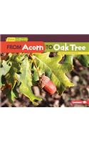 From Acorn to Oak Tree