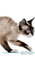 Devon Rex Affirmations Workbook Devon Rex Presents