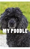 My Poodle (Journal / Notebook)