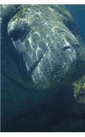 Sweet Manatee Face Close Up Portrait Sea Cow Journal