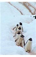 Penguin Parade
