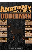 Anatomy Of A Doberman