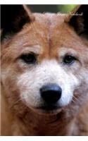 Dingo June Notebook Dingo Record, Log, Diary, Special Memories, To Do List, Academic Notepad, Scrapbook & More