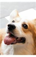 Corgi Dot Grid Journal: Blank Dotted Grid Corgi Dog Journal: Adorable Corgi