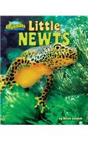 Little Newts