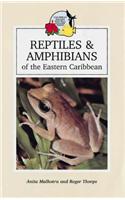 Reptiles and Amphibians of the Eastern Caribbean