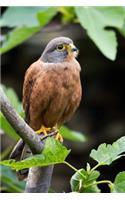 Kestrel Hawk Raptor Bird Journal