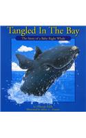Tangled in the Bay
