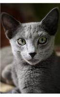 Russian Blue Cat Staring Journal