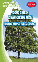 ¿Cómo Crecen Los Árboles de Arce? / How Do Maple Trees Grow?