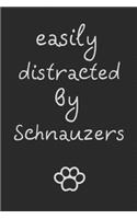Easily distracted by Schnauzers