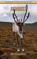 Reindeer