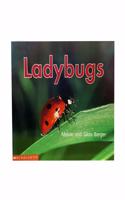 Ladybugs