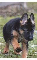 German Shepherd Puppy in the Grass Journal