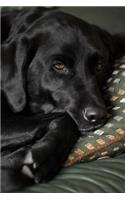 So Sweet Black Labrador Retriever Dog Pet Journal: 150 Page Lined Notebook/Diary