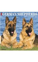 Just German Shepherds 2020 Wall Calendar (Dog Breed Calendar)