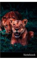 Notebook: Lions, Cubs, Paio, Jungle taccuino / agenda / quaderno delle annotazioni / diario / libro di scrittura / carnet / zibaldone - 6 x 9 pollici (15,24 x
