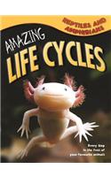 Amazing Life Cycles: Reptiles and Amphibians