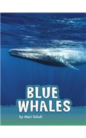 Blue Whales: (Animals)