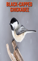 Black-Capped Chickadee