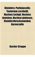 Kleinhirn: Purkinjezelle, Tentorium Cerebelli, Nucleus Fastigii, Nucleus Dentatus, Nucleus Globosus, Kleinhirnbruckenwinkel, Korn