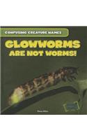 Glowworms Are Not Worms!