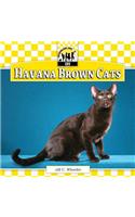Havana Brown Cats