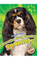 Cavalier King Charles Spaniels