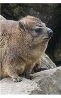 Super Cute Procavia Capensis Cape Hyrax on the Lookout Rock Journal: Take Notes, Write Down Memories in this 150 Page Lined Journal