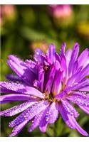 Beautiful Symphyotrichum Flower Covered in Dew Journal: Take Notes, Write Down Memories in this 150 Page Lined Journal