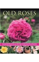 Old Fashioned Roses