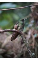 Hummingbird Notebook