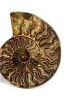 Fossils Notebook