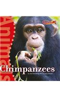 Chimpanzees