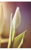 White Tulip Journal