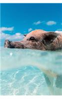 Swimming Caribbean Pig