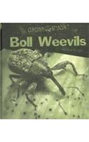 Boll Weevils