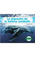 La Migracion de la Ballena Jorobada (Humpback Whale Migration)