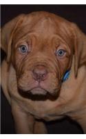 Just So Totally Adorable French Mastiff Puppy Dog Pet Journal