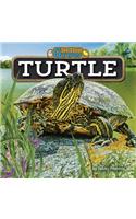 Turtle: (See Them Grow)