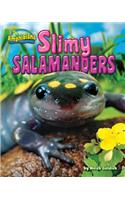 Slimy Salamanders