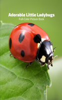 Adorable Little Ladybugs Full-Color Picture Book: Insects Picture Book for Children - Insects Bugs